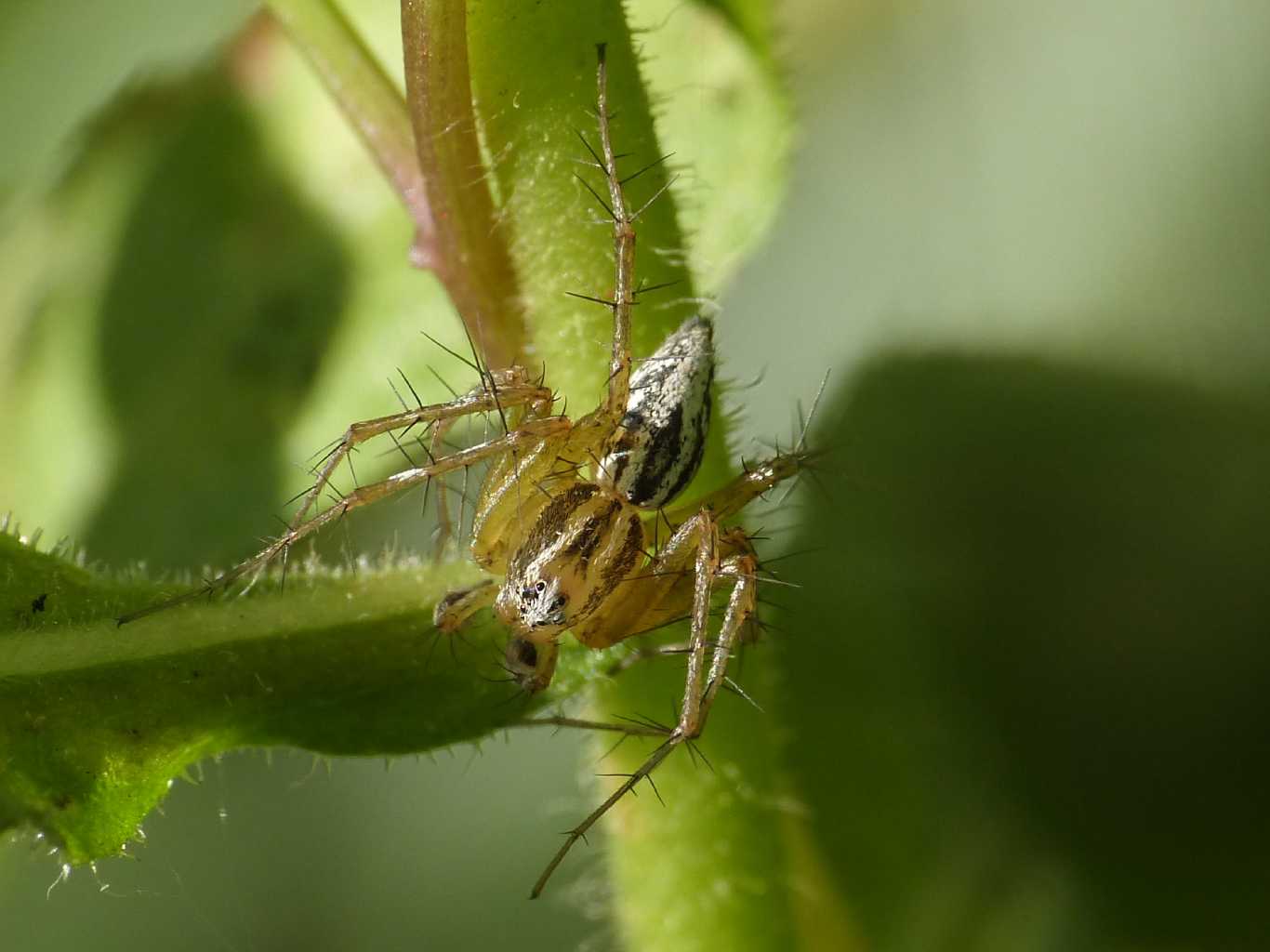 Coppia di Oxyopes lineatus - Palau (OT)